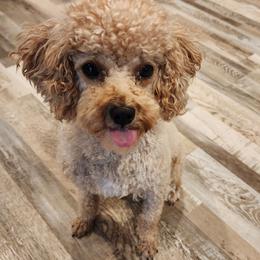 Winnie - Poodle