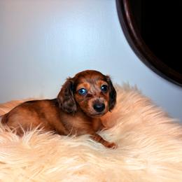 Archie - Dapple male Dachshund puppy in Washburn, Tennessee from Clinch Mountain Dachshunds