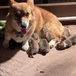 Pembroke Welsh Corgi Puppies from Shenanigans Ranch