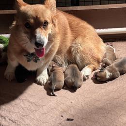 Pembroke Welsh Corgi Puppies from Shenanigans Ranch