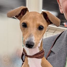 Italian Greyhound puppies from Tuncap's Italian Greyhounds