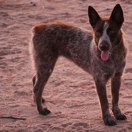 Cheyenne - Red speckled female Australian Cattle Dog puppy in Tucson, Arizona from Socattleranch’s Corgi’s