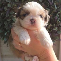 Mack - Blue and white male Shih Tzu puppy in Jenks, Oklahoma from Northstar Shih Tzu