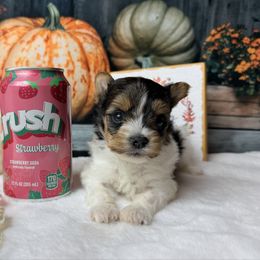 3,500 Cody - Black tan and white male Biewer Terrier puppy in Douglas, Georgia from South Georgia Yorkies and Biewers