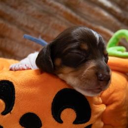 Denim Blue - Chocolate and tan male Dachshund puppy in Belfair, Washington from Devoted Doxies, Lorraine’s Yorkies
