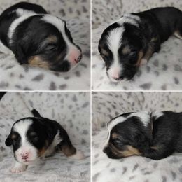 American Corgi Puppies from Cold Creek Family Farm LLC