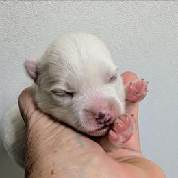 Boy 1 - White male Pomsky puppy in Spring Hill, Florida from www.PuppyTimeEmporium.com