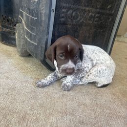 Mau - White and liver female German Shorthaired Pointer puppy in Conroe, Texas from Third Coast Pointers