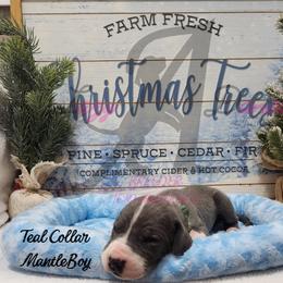 Teal Collar Boy - Blue and white male Great Dane puppy in Longview, Texas from Lazy A Danes