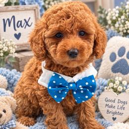 Max - Apricot male Goldendoodle puppy in Cooper City, Florida from Jenny La Bone