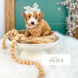 O L I V E - Red  female Goldendoodle puppy in Cedar City, Utah from Cedar Doodles- Home of the Teddybear Goldendoodle