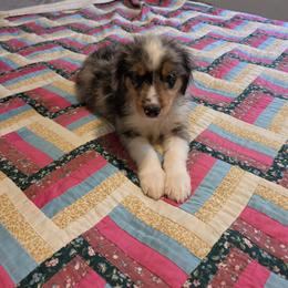 Champ - Blue merle male Miniature Australian Shepherd puppy in Florida from Silver Palms Ranch