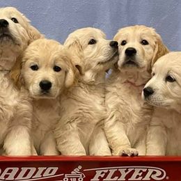 Golden Retrievers from Eirlys (Snowdrop) Retrievers
