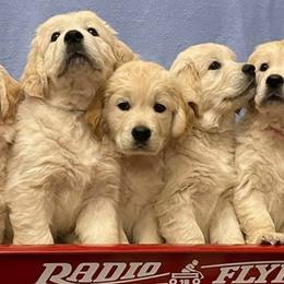 Golden Retrievers from Eirlys (Snowdrop) Retrievers