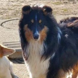 Pembroke Welsh Corgis and Shetland Sheepdogs from Prairie Fen Farm