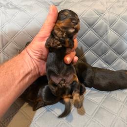 Benny - Black and tan male Dachshund puppy in Florence County, South Carolina from Modern Family Standards