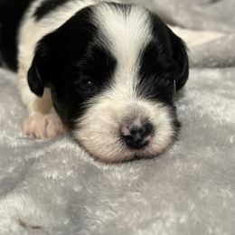 "Female" Berger Picard and Havanese Puppies from Rhythm Rock Ranch