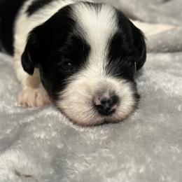 "Female" Berger Picard and Havanese Puppies from Rhythm Rock Ranch
