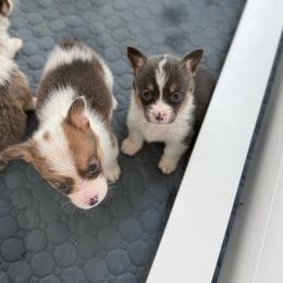 Daisy- Bluie Tri - Blue female Pembroke Welsh Corgi puppy in Aberdeen, Washington from Coastal country Farms
