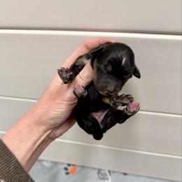 Girl 3 - Black phantom female Aussiedoodle puppy in Heber City, Utah from Junipersdoodles