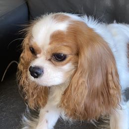 Penelope Rose - Cavalier King Charles Spaniel