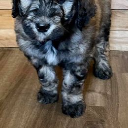 Goldendoodles and Golden Retrievers from Clark’s Family Goldens