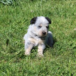 Tisas - Blue speckled female Australian Cattle Dog puppy in Willamina, Oregon from Cherished Chihuahuas