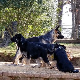 German Shepherd Puppies from Sevilla German Shepherds