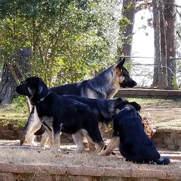 German Shepherd Puppies from Sevilla German Shepherds