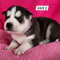Girl 2 - Black and white female Siberian Husky puppy in Grayson, Kentucky from Kentucky Huskies