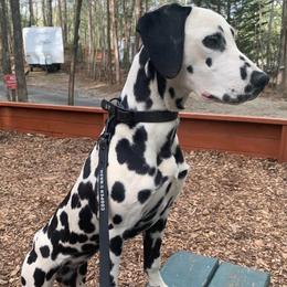 Pumpkin - Dalmatian
