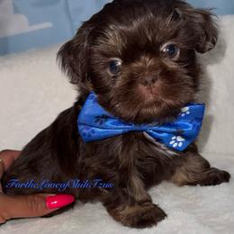 Pup Pup 3 - Chocolate and tan male Shih Tzu puppy in Los Angeles, California from For the Love of Shih Tzus