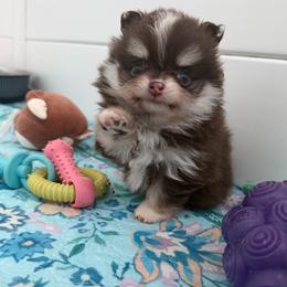 Olive - Chocolate and tan female Pomeranian puppy in Newport Beach, California from Exotic City Pomeranians and chihuahuas