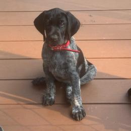 Red Collar Male - Black male German Shorthaired Pointer puppy in Rincon, Georgia from South Creek Kennels / SCK Gun Dogs