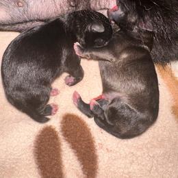 THOR - Black male Pomeranian puppy in Childersburg, Alabama from A Sample Of Gods Love Kennels