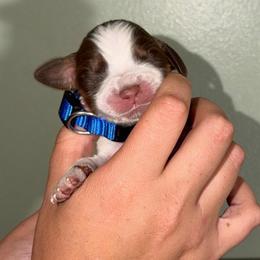 Sailor - Liver white and tan male English Springer Spaniel puppy in Williston, Florida from Parks Paradise Springers