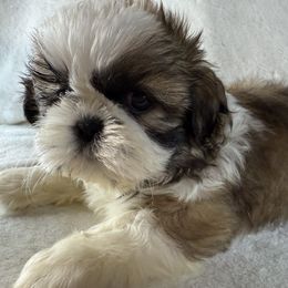 Mojito - Gold and white male Shih Tzu puppy in Winston Salem, North Carolina from Little Miracles Shih Tzu