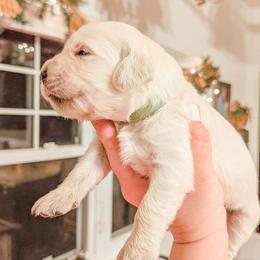 Jellybean - Light golden male Golden Retriever puppy in Mason, Michigan from Sweet Breeze Acres