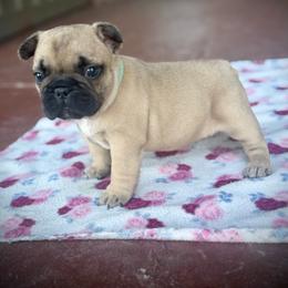 Blue (Bluey) - Fawn male French Bulldog puppy in Rochester, Washington from Frenchie Bulldog Kisses