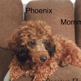Phoenix - Cavapoo