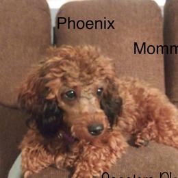 Phoenix - Cavapoo