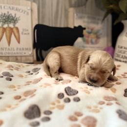 Golden Retriever Puppies from Sunshine Mountain Retrievers