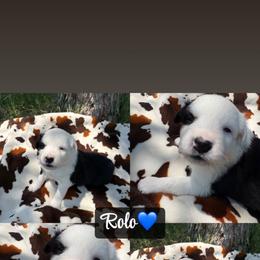 Rolo - Black tri-color male Australian Shepherd puppy in Denton, North Carolina from Double R Farm Aussies