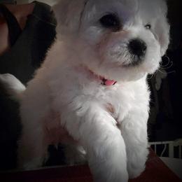 Pink female - White female Bichon Frise puppy in Apple River, Illinois from Barb's Bichons Bichonfrise.ws
