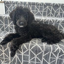 Aussiedoodle, Cavapoo, and Poodle All Grown Up from B&M Cottonwood Canines