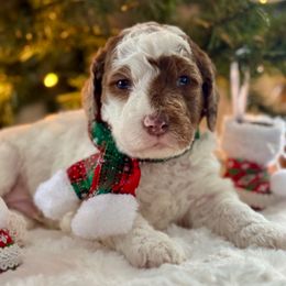 Blue - Merle male Bernedoodle puppy in Hesperia, Michigan from Red Acres Poodles & Doodles