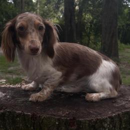Ivy - Dachshund