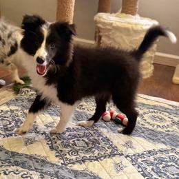 Molly- bi black - Black & white female Toy Shetland Sheepdog puppy in Frazeysburg, Ohio from Mountain High Kennels