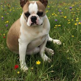 Ruffles - Boston Terrier