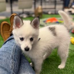 Snow White - White female Pomsky puppy in Scandinavia, Wisconsin from Bonnie’s Little Fluffys